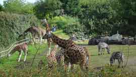 Belfast Zoo (Copyright Million Little Gods cc2