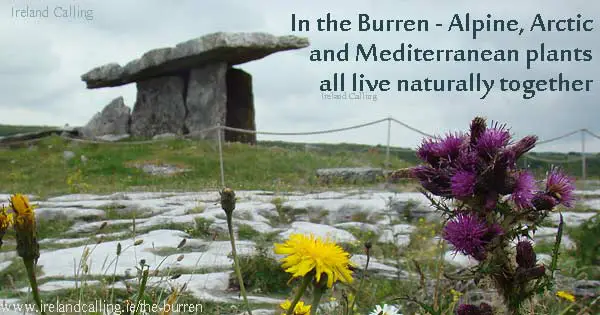 Burren Landscape Image copyright Ireland Calling