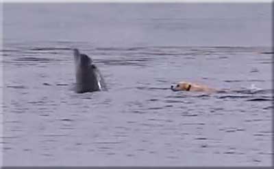 Dog & dolphin filmed swimming & playing together