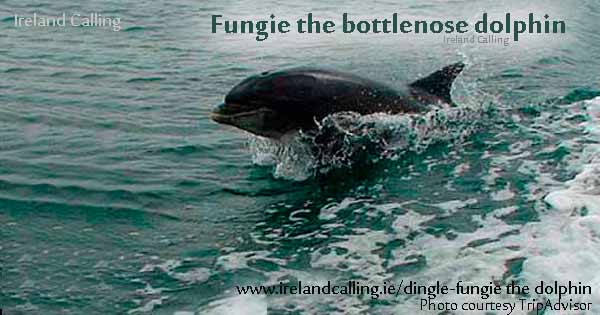 Fergiete bottlenose dolphin in the-sea Photo TripAdvisor Image Ireland Calling