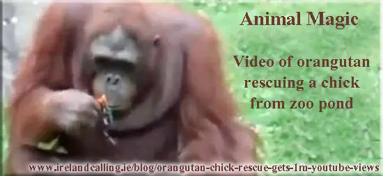 alt="Orangutan rescues chick. Image Copyright - Ireland Calling"