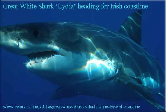 Great White Shark heading to Ireland. Image Copyright - Ireland Calling