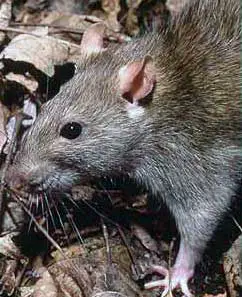 Pest controllers warn Irish of ‘Giant rat’ invasion
