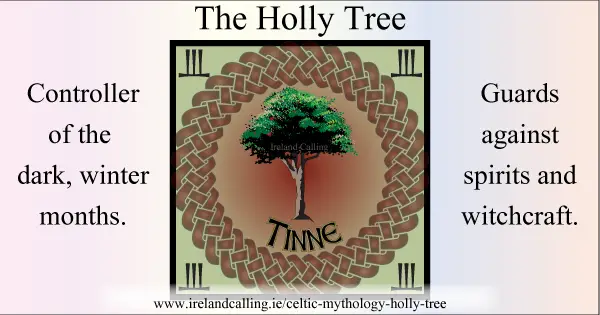 Holly was a tree sacred to the druids. Image copyright Ireland Calling