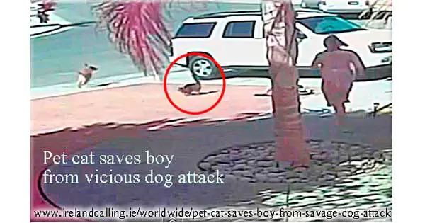 Incredible video as cat saves boy from savage dog