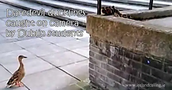 ducklings-jumping-from-wall filmed by Dublin students