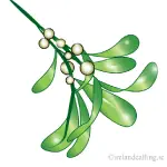 Mistletoe was also -sacred plant to Druids Image copyright Ireland Calling