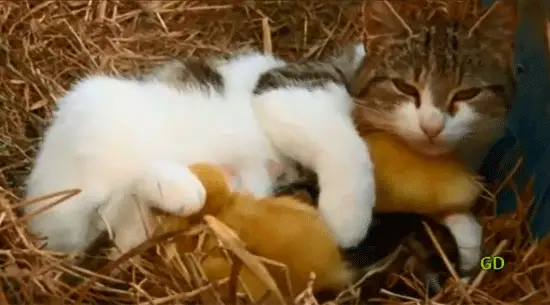 Cat mothering three ducklings