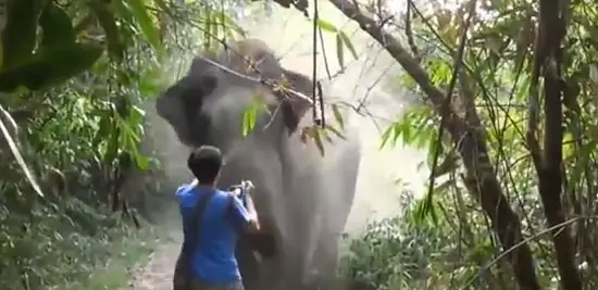 Amazing video as man stands ground against charging elephant