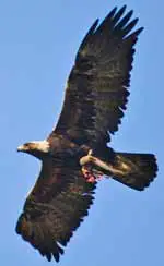 Golden Eagle. Photo Copyright Chuck Abbe CC2