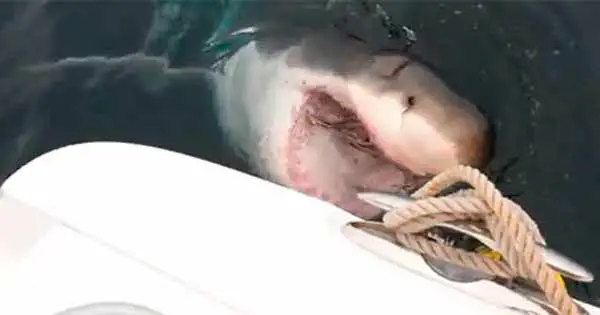 Shark chomps boat filmed by mobile phones