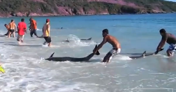 Stranded dolphins dragged back into sea by beachgoers