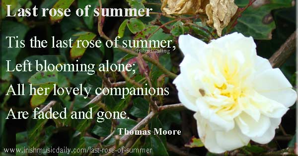 Thomas Moore quote. Tis the last rose of summer. Image copyright Ireland Calling