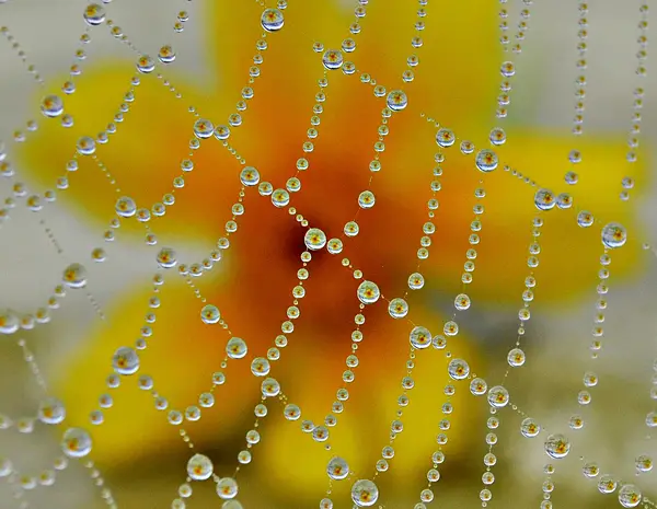 Dew Drops Lismore by Joe Ormonde