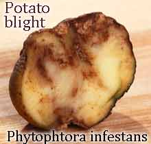 Potato blight - Irish famine