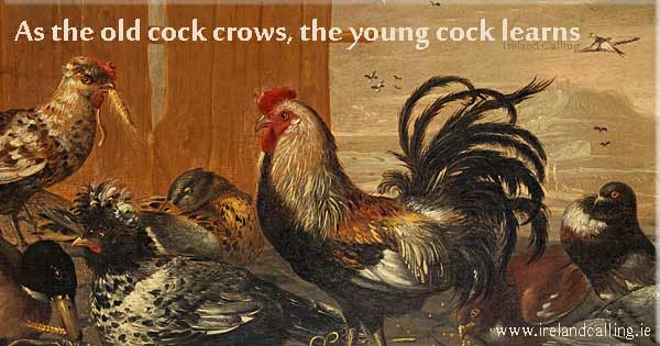Irish wisdom. The young cock learns. Image copyright Ireland Calling
