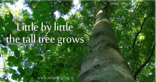 Irish wisdom. The tall tree grows. Image copyright Ireland Calling