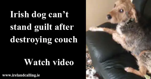 Irish dog can’t stand the guilt after destroying couch
