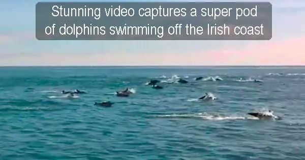 Stunning video captures a super pod of dolphins swimming off the Irish coast