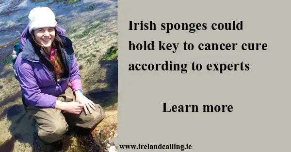 Irish sponges could hold key to cancer cure