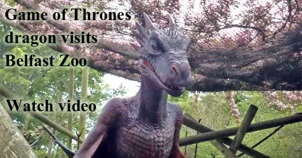 Game of Thrones dragon visits Belfast Zoo