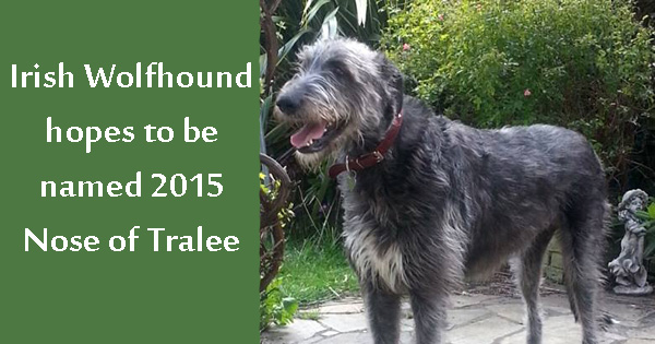 Irish Wolfhound hopes to be Nose of Tralee