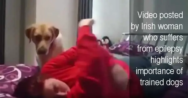 Video posted by Irish woman who suffers from epilepsy highlights importance of trained dogs