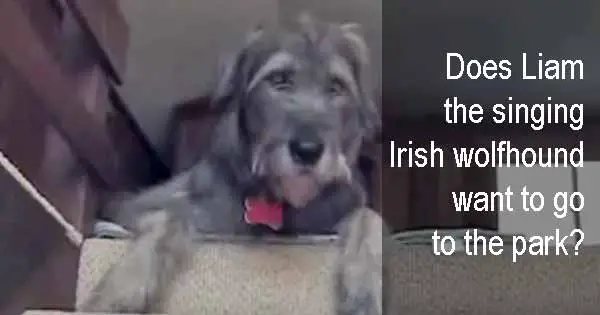 Does Liam the singing Irish wolfhound want to go to the park?