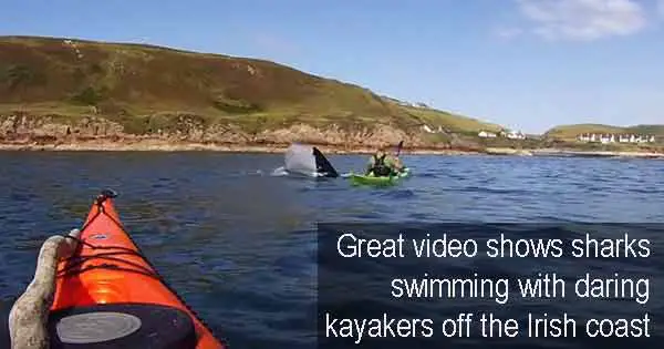 Great video shows sharks swimming with daring kayakers off the Irish coast