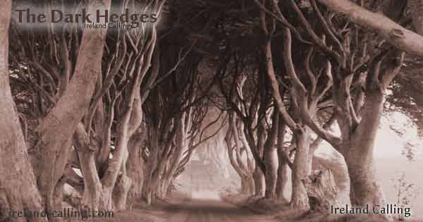 The-Dark-Hedges-walk-Image--copyright-Ireland-Calling