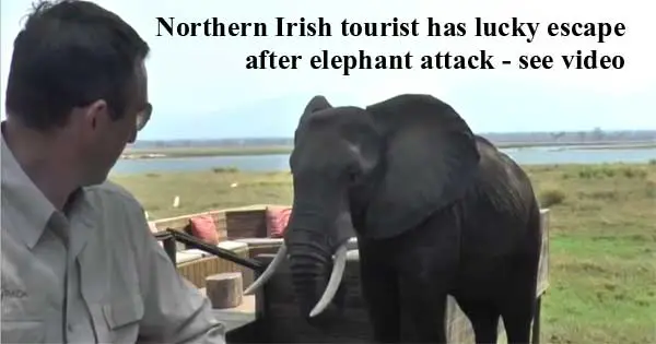 Northern Irish tourist attacked by elephant while on safari