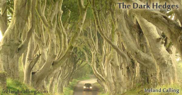 The-Dark-Hedges-Image-with-car-yellow-hue-copyright-Ireland-Calling