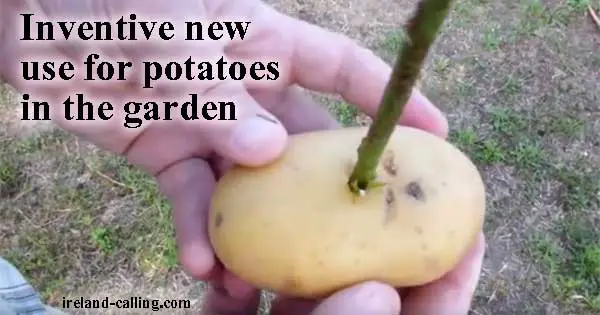Growing rose cuttings with potatoes