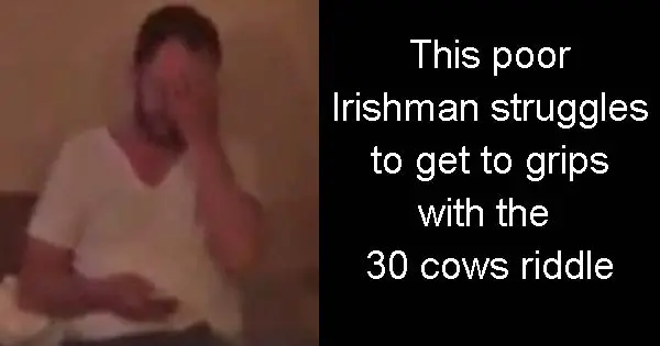 This poor Irishman struggles to get to grips with the 30 cows riddle