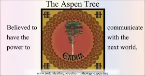 Aspen Tree. Image copyright Ireland Calling