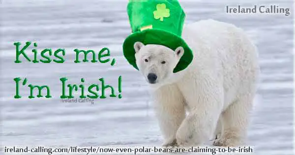 Polar bears may have Irish ancestors (photo Alan Wilson)