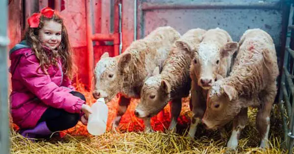 Four identical calves beat odds of a billion to one