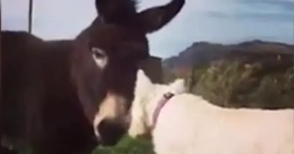 Moving video sees best friends Buster the dog and Jack the donkey reunited