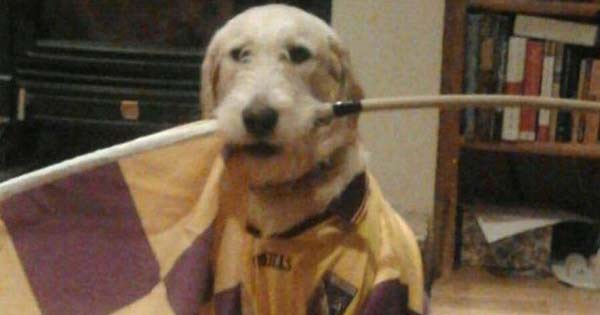 Bradley the dog wearing Wexford GAA shirt