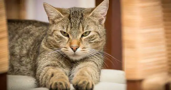 Scientists say cats became domesticated 10,000 years ago