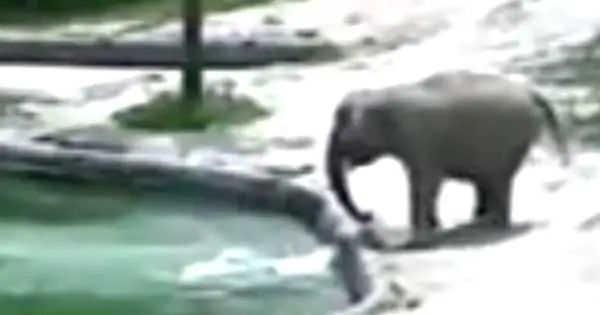 Elephants carry out dramatic rescue after baby fell into pool
