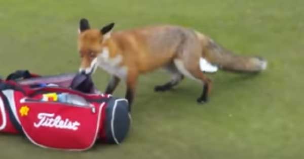 Sneaky fox steals wallet from man's golf bag