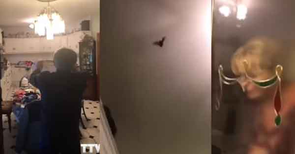 Video - Family struggle to catch a bat that has flown into their home
