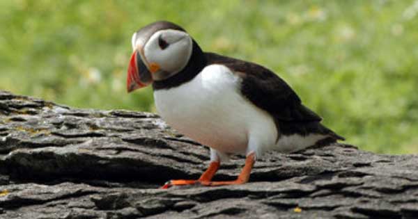 puffins native to Skellig Michael was the inspiration for 'porgs' from The Last Jedi