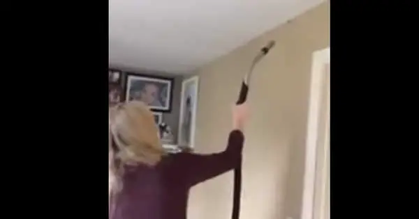 Irish Mammy screams as she tries to get rid of spider