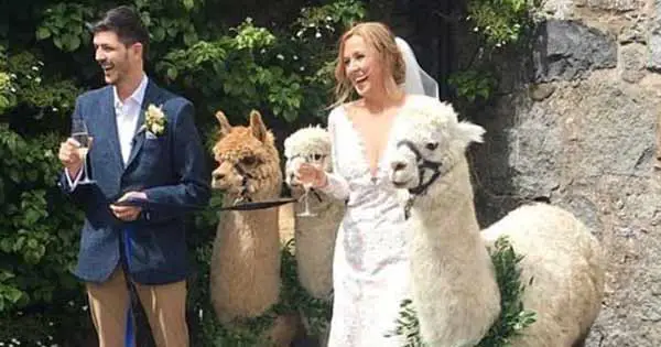 Many Irish couples are having alpacas at their weddings