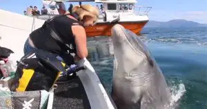 Fungie is the oldest dolphin of his kind in the world