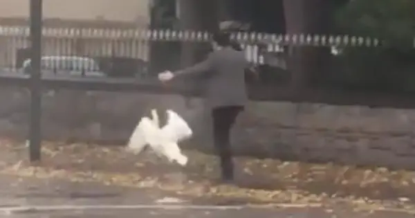 Noel Fitzpatrick rescues a swan
