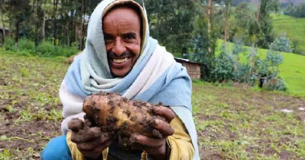 Irish potato crop is changing lives in drought-prone Ethiopia. Photo copyright Jennifer Nolan Concern Worldwide
