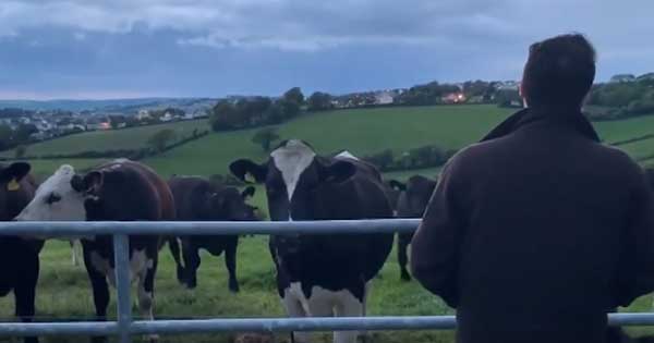 These cows can’t get enough of Adam singing Fields of Athenry